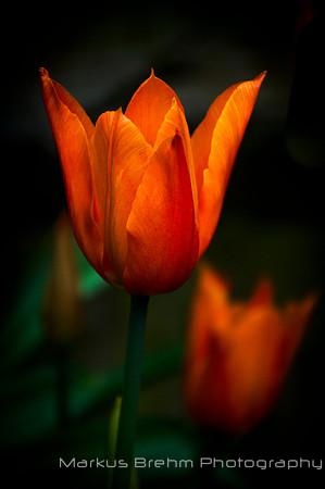 Tulips 2