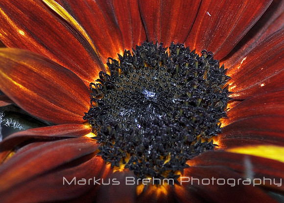 Sunflower glow