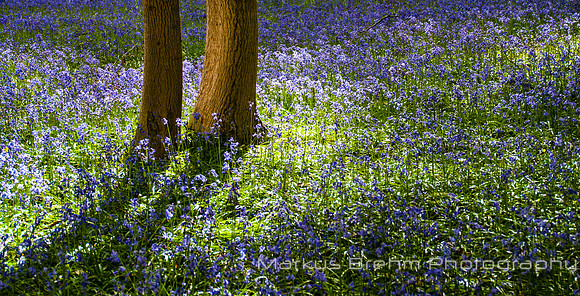Bluebells in the Woods