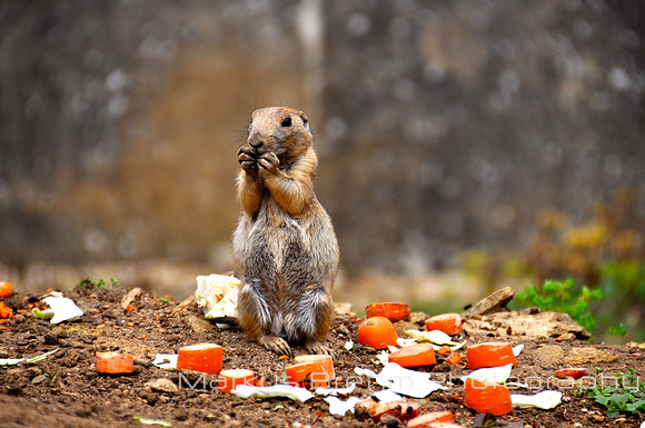 Dinner time