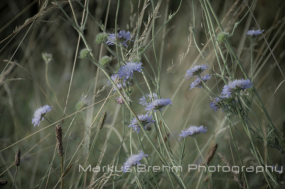 Summer flowers