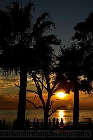 Sunset through Palmtrees