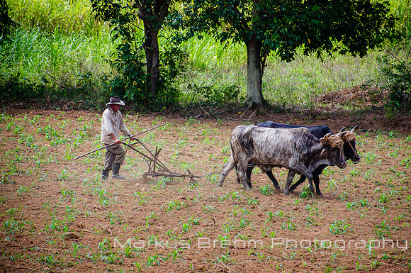 Plowing the Tobacco Field
