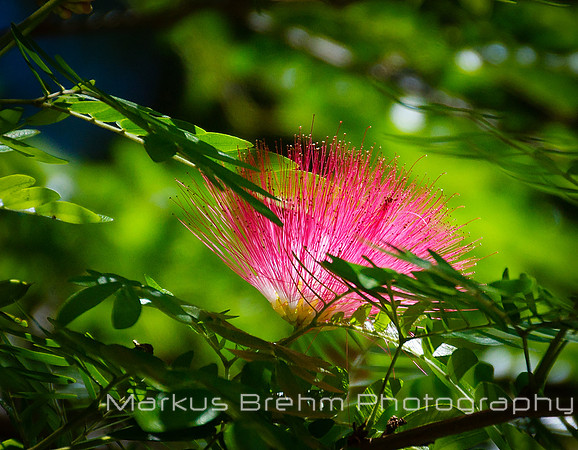 Pink feathered Flora