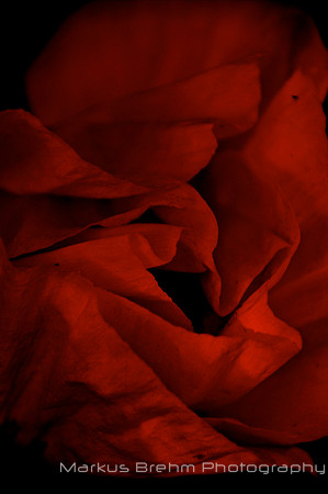 Abstract Red Poppy