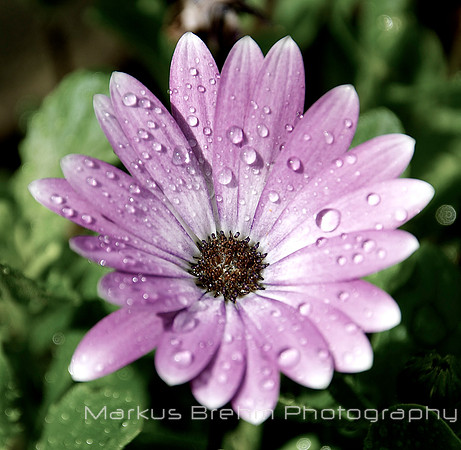 After the Rain