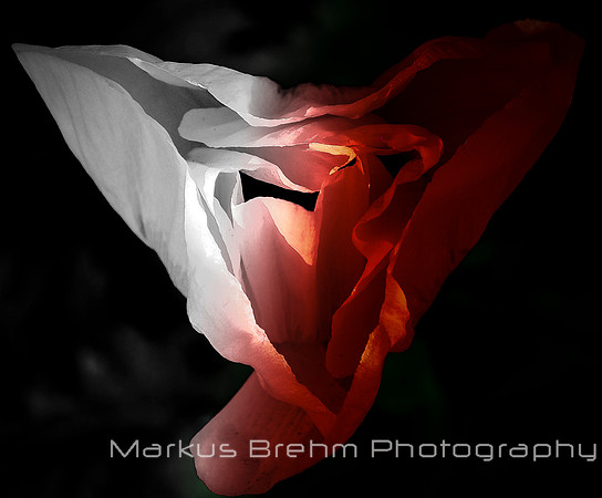 White and Red