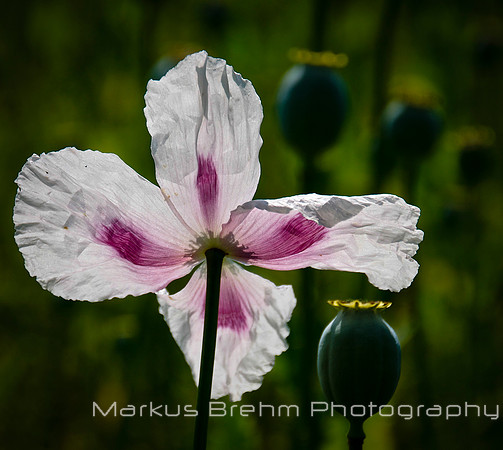 St George's Cross or flower petals