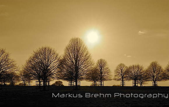 Treeline in sepia