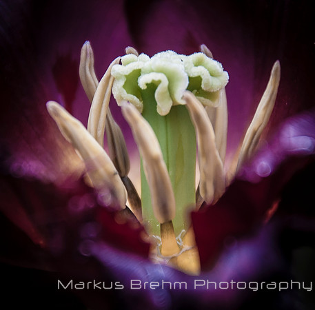 Inside a Tulip