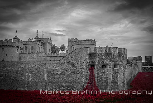 Poppies at the Tower
