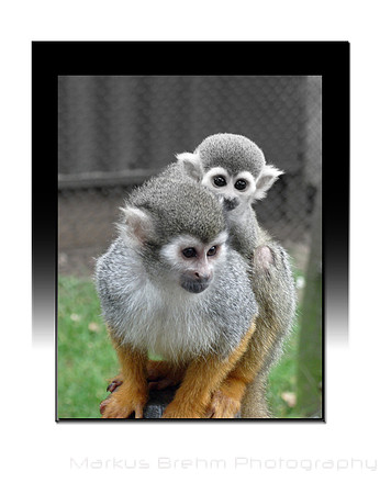 Woburn - Monkeys