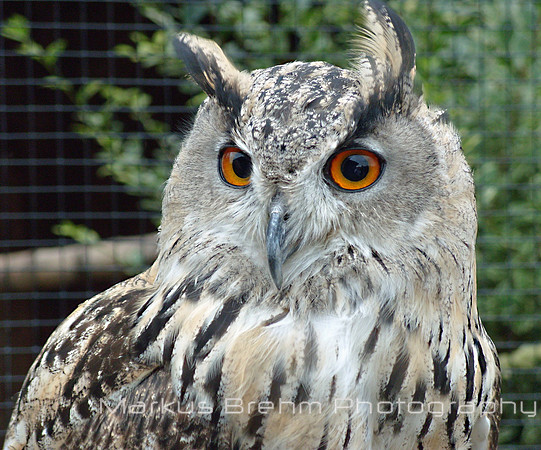 Woburn Owl