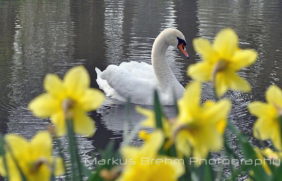 The Swan & daffodils