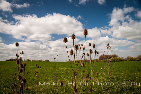 Tall into the sky