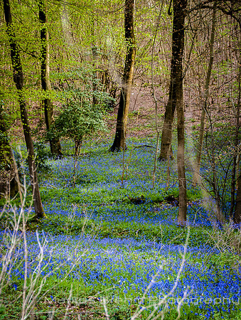 Into the Woods