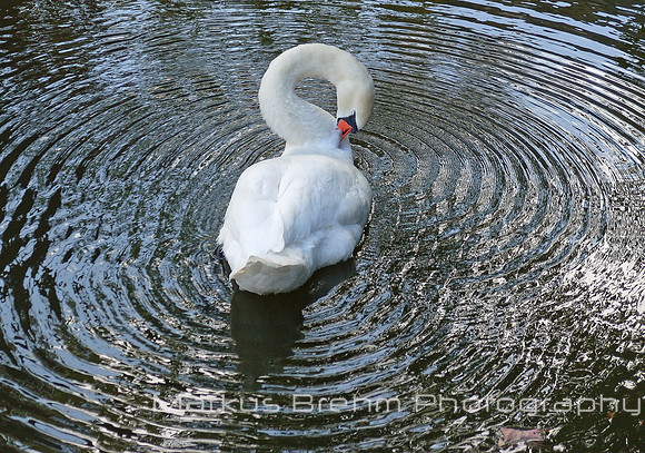 Swan making ripples