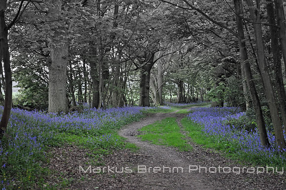 A Trail of Blue
