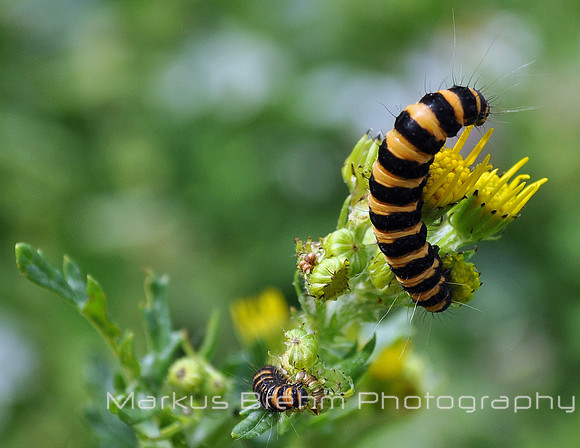 Caterpillar