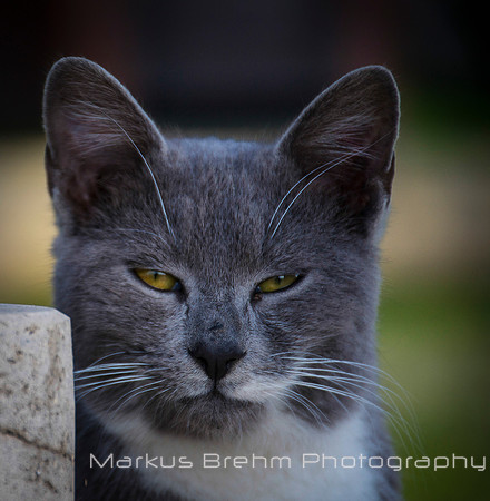 I am watching you