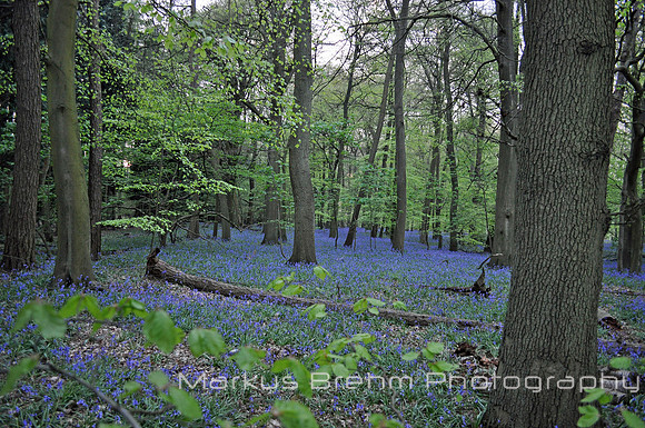 Bluebells in the woods