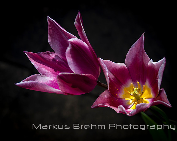 Tulips