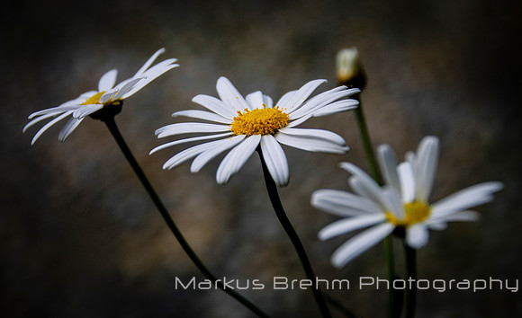 Daisies