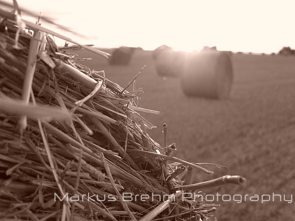 Wheat field in Sepia