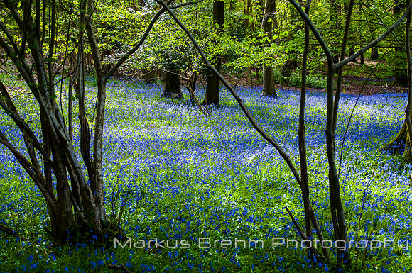 Bluebells galore
