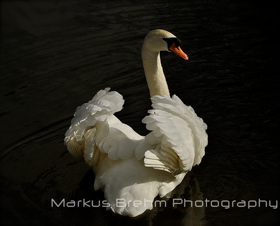The Swan ruffling it's feathers