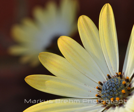 The Golden Touch