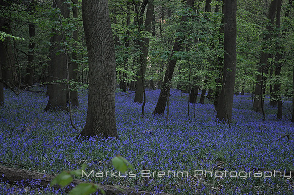 A Bluebell Carpet